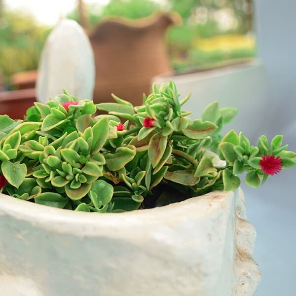 Baby sun rose 1