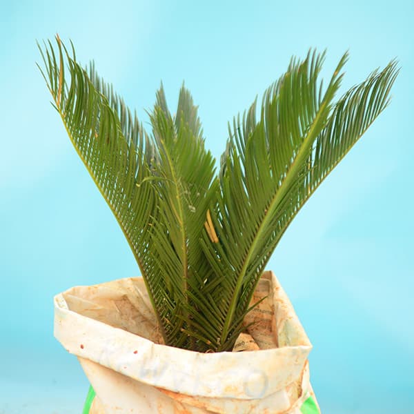 Cycadplant