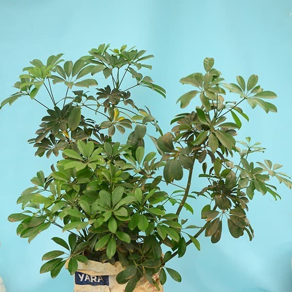 Schefflera arboricola plant