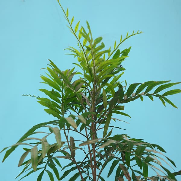 Thika palm 1