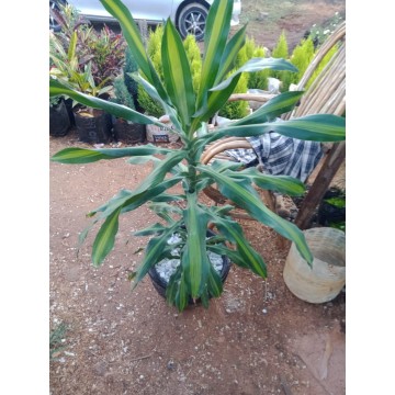 Potted Dracenia on a clay pot 