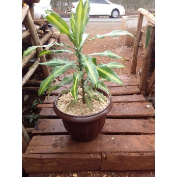 Potted Dracenia