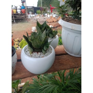 Potted dwarf snake plant on a fiberglass planter