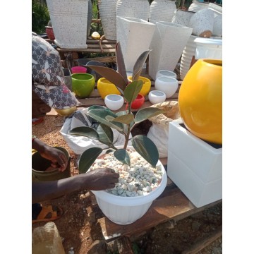 Potted rubber plant