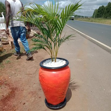 Golden palm on a clay pot