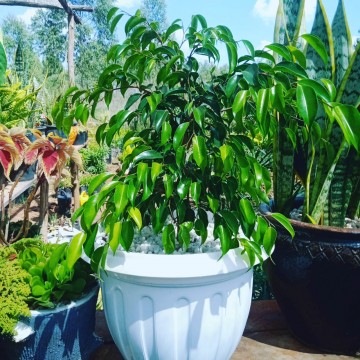Ficus Benjamin on a plastic planter 