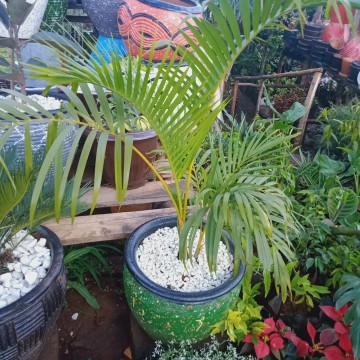 Golden palm on a clay planter 