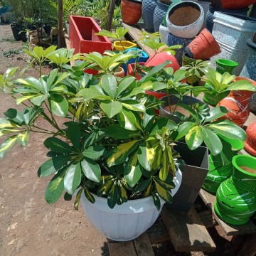Schefflera arboricola on a plastic planter