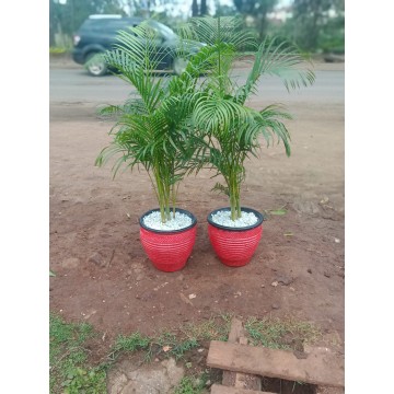 Golden Palm with pot