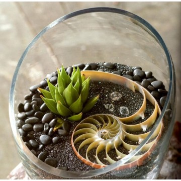 Succulents in glass planter