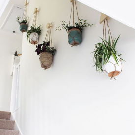  How To Decorate A Wall With Plants Without Drilling Holes