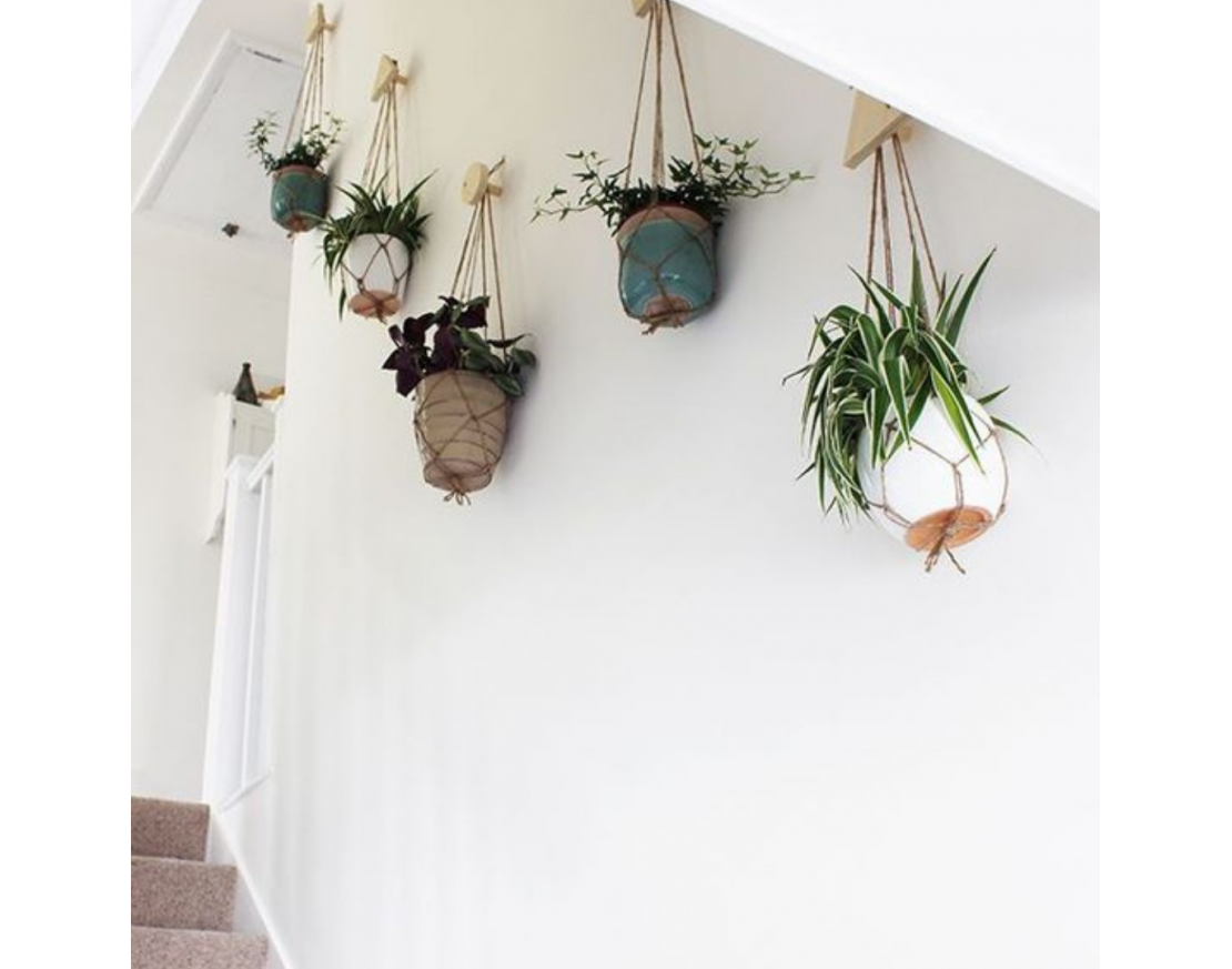  How To Decorate A Wall With Plants Without Drilling Holes